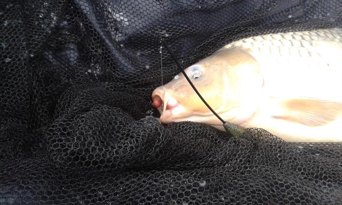 Corbu 3 - 5 iulie 2015 - 20150704064419.jpg